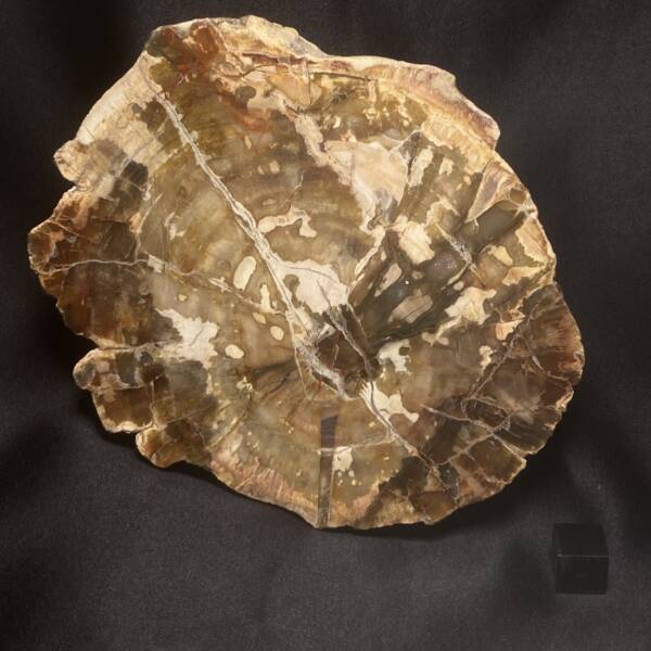 Bois Fossile