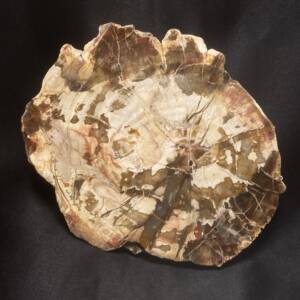 Bois Fossile