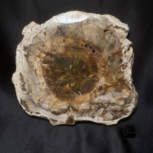 Bois Fossile
