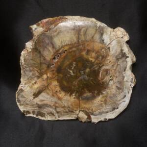 Bois Fossile