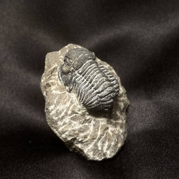 Trilobite Gerastos Proetus
