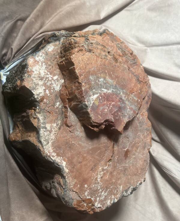 Bois Fossile