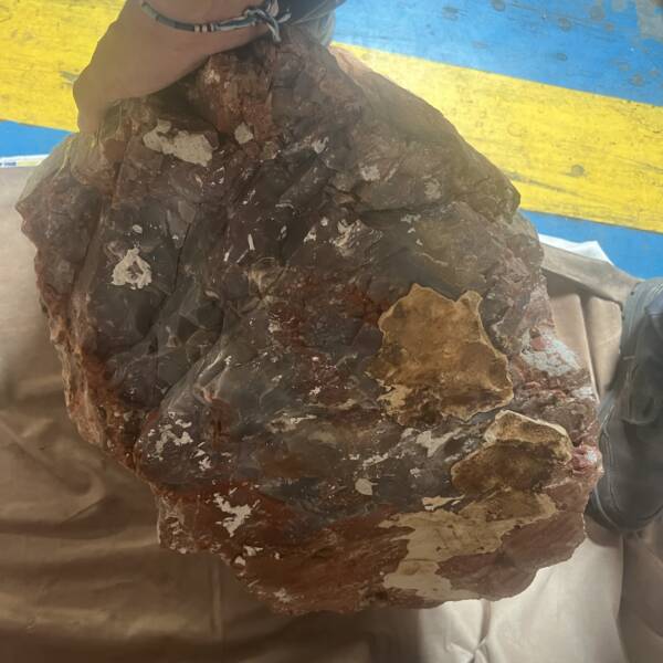 Bois Fossile