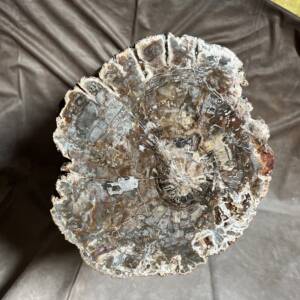 Bois Fossile