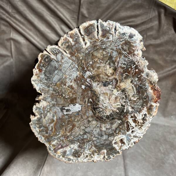 Bois Fossile