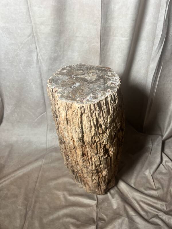 Bois Fossile