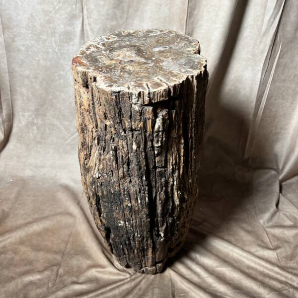 Bois Fossile