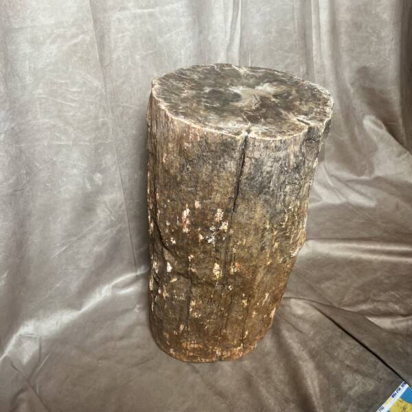 Bois Fossile