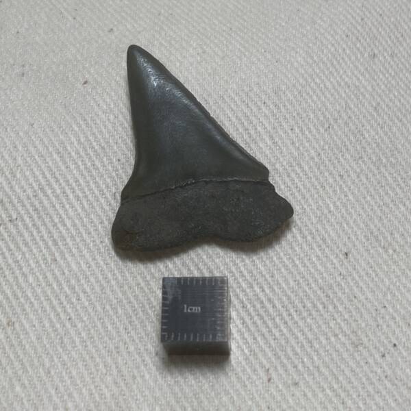 Dent de Carcharodon