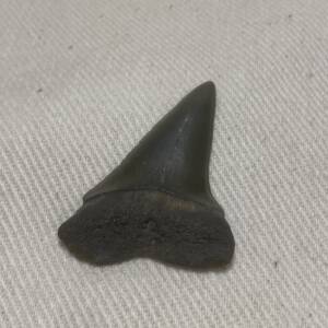 Dent de Carcharodon
