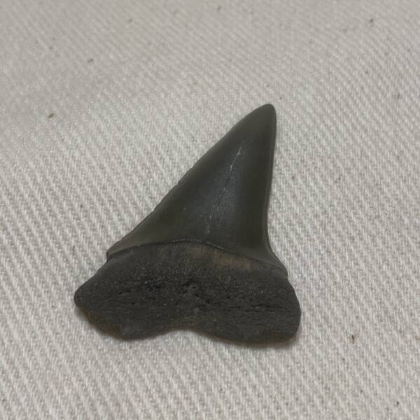 Dent de Carcharodon
