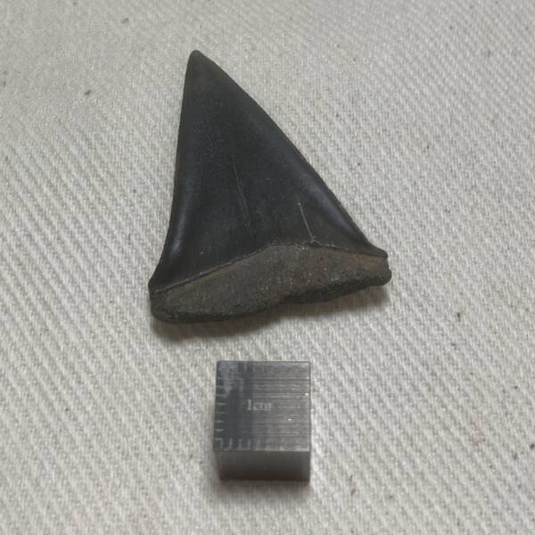 Dent de Carcharodon