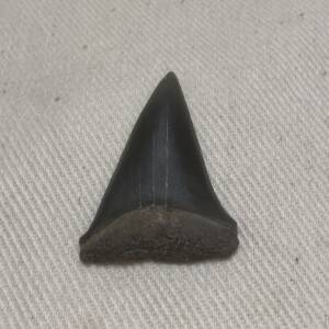 Dent de Carcharodon