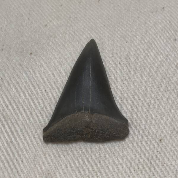 Dent de Carcharodon