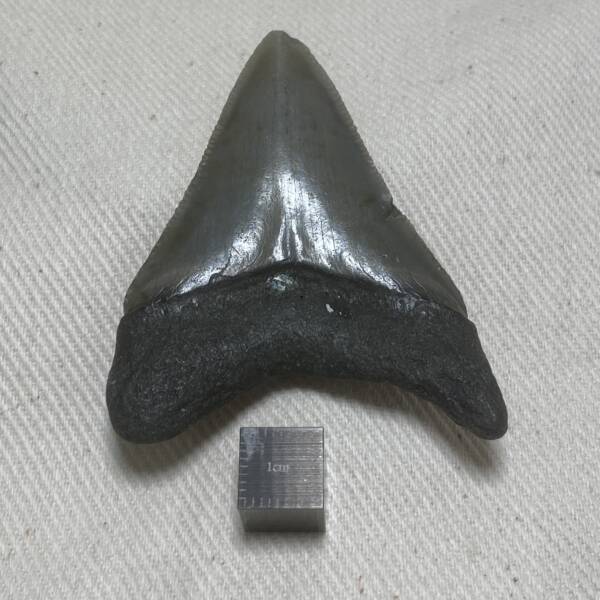 Dent de Carcharodon