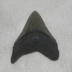 Dent de Carcharodon