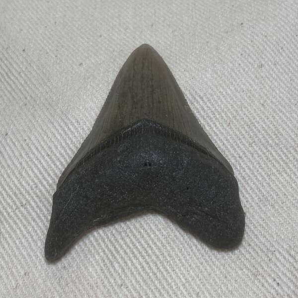 Dent de Carcharodon
