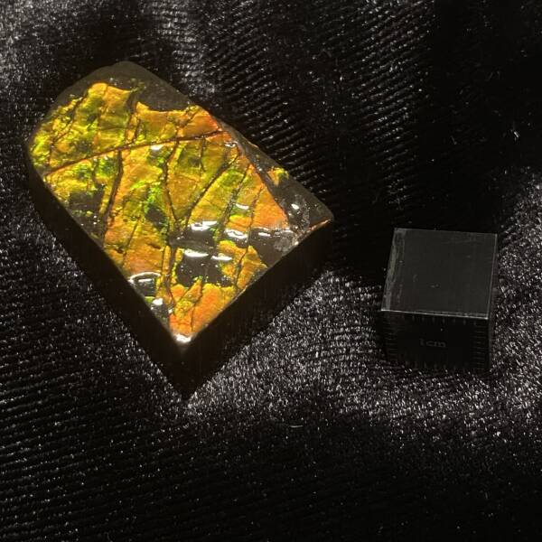 Ammolite