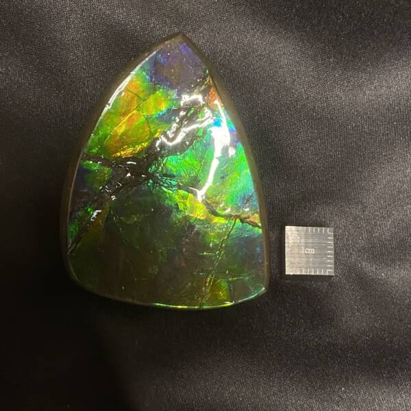 Ammolite
