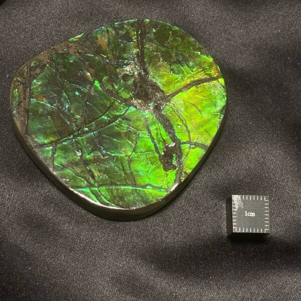 Ammolite