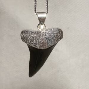Pendentif Dent de Carcharodon