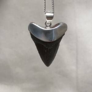 Pendentif Dent de Carcharodon