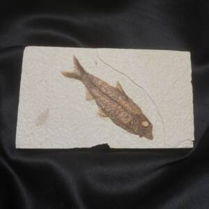Poisson fossile, Knightia