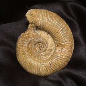 Ammonite