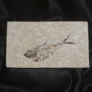 Poisson fossile, Knightia