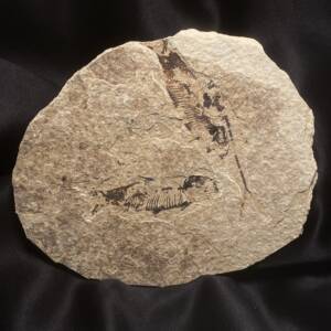 Poisson fossile Dyplomystus