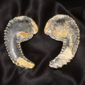 Ostrea Alectryonia Ungalata