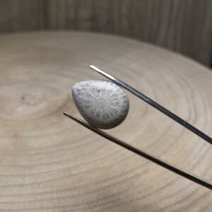 Cabochon Corail Fossile