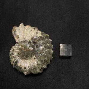 Ammonite