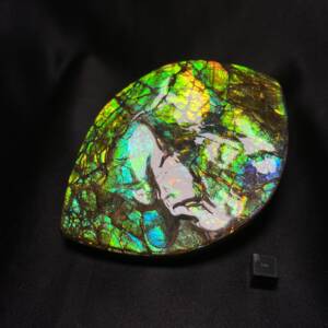 Ammolite