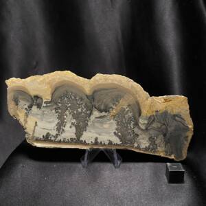 Tranche de Stromatolite