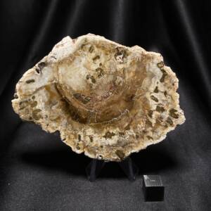 Bois fossile