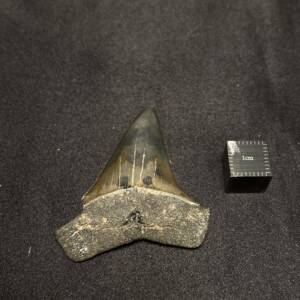 Dent de requin