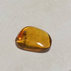Ambre avec insectes