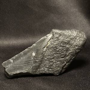 Dent de Carcharodon Mégalodon