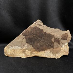Feuille Fossile