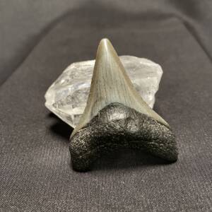 Dent de Requin